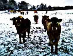 demon cows