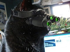 Kitty Night Vision